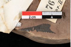 Foto (Detailansicht) von Rhytisma pythii Ettingshausen (NHMW-GEO-2024-0188-0076)